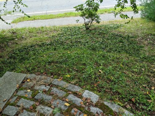 Customer photo review of Vinca Minor Bowles 50 count Flat