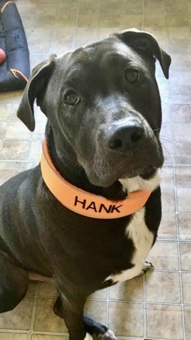 Customer photo review of 5cm RR Collar | Soft Padded & Reflective | Series 2 - Orange