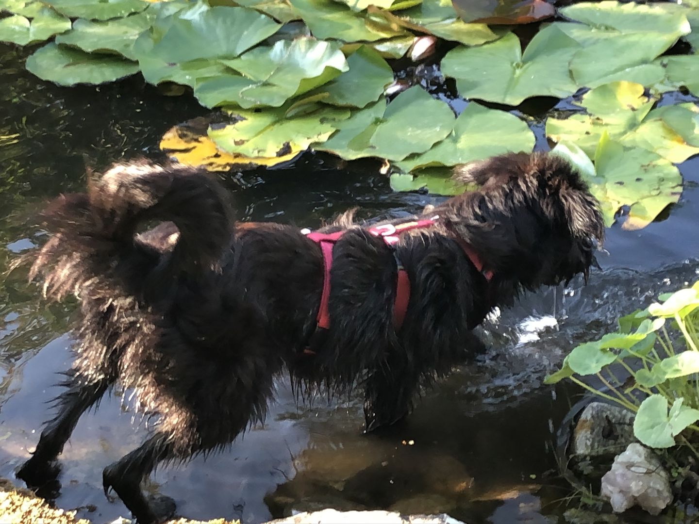 Customer photo review of COMFORT Panikgeschirr