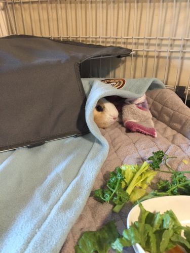 Customer photo review of GuineaDad Liner - Smaller Sizes without Pockets