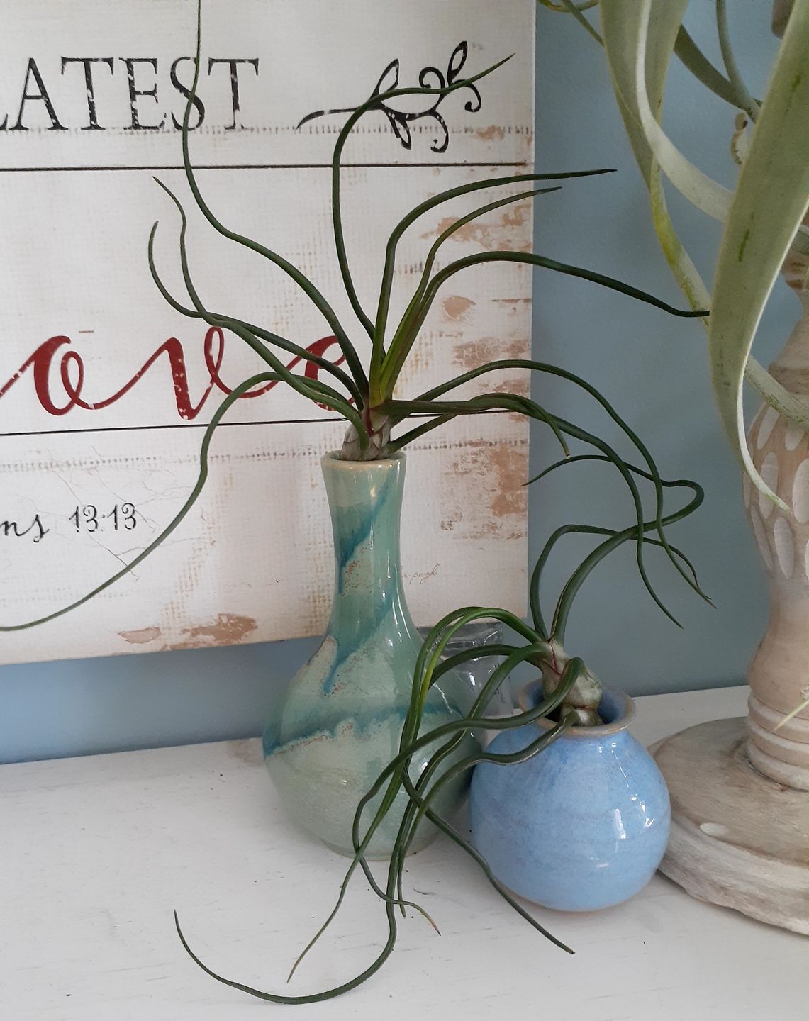 Customer photo review of Bulbosa