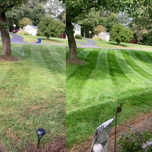 Customer photo review of GCI Turf Type Tall fescue Grass Seed