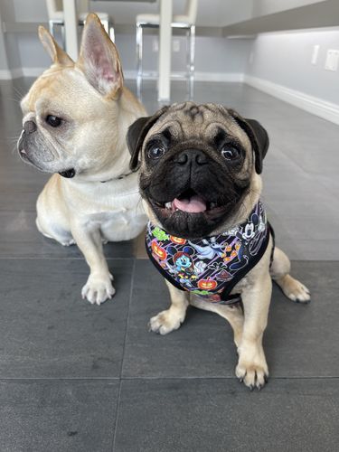 Customer photo review of Purple Halloween dog harness - nightmare
