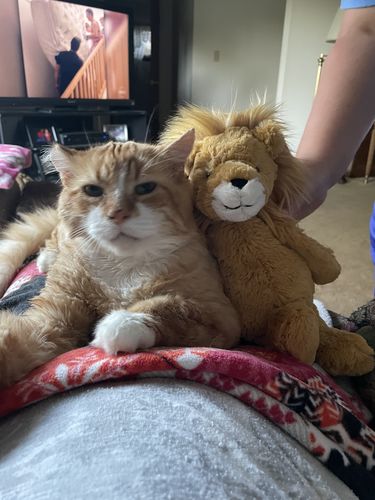Customer photo review of Create A Custom Cat Pillow