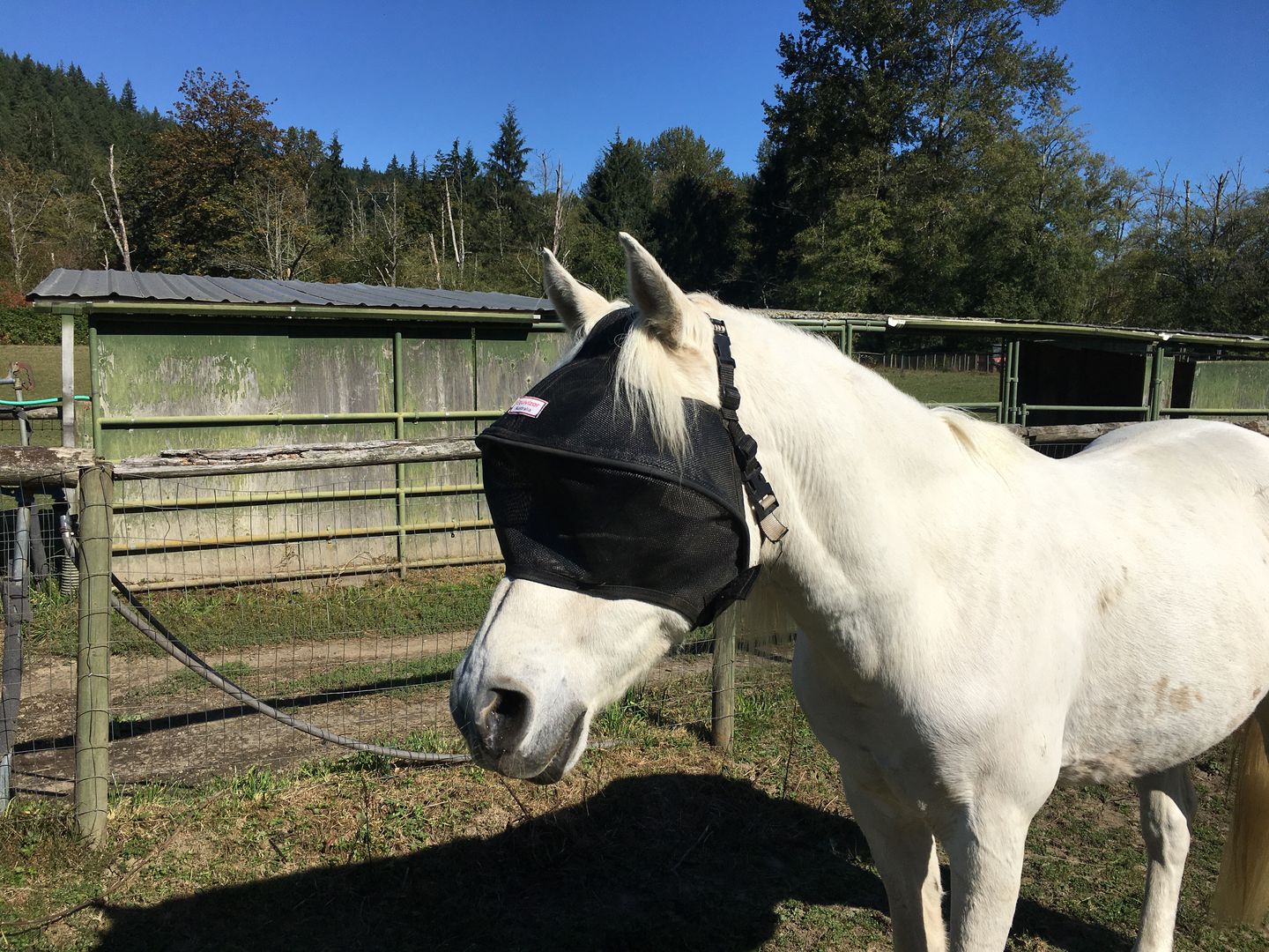 Customer photo review of BUNDLE - EquiVizor Clip and Fasteners