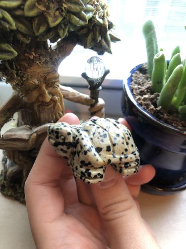 Customer photo review of Dalmatian Jasper Turtle