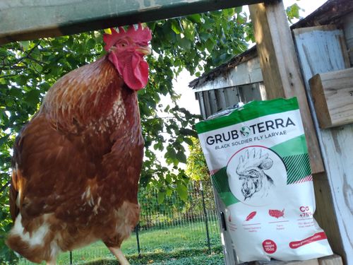 Customer photo review of GrubTerra Dried Larvae