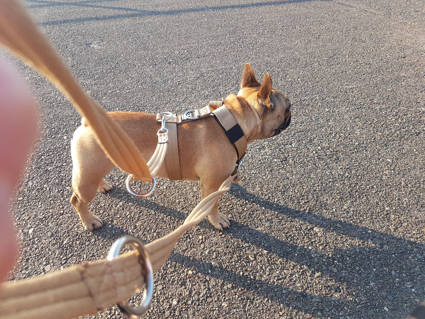 Customer photo review of Double Ended Training Lead | All Breeds - Durable & Soft 2m Lead - Military Tan