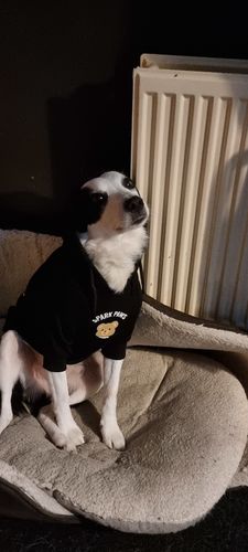 Customer photo review of "WOOF" Dog Hoodie - Black & Reflective