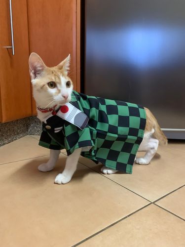 S Red ODOLDI Pet Costume for Dog Cat Clothes Funny Cosplay Apparel Outfit Uniform Crown