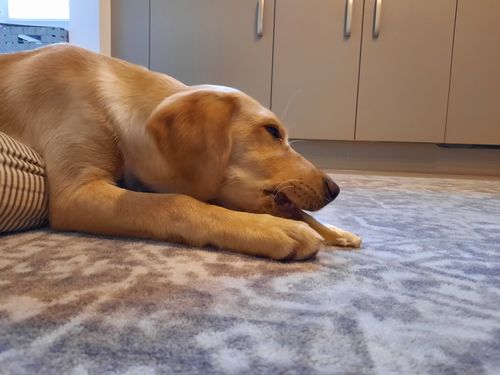 Customer photo review of Lamb Tail Single