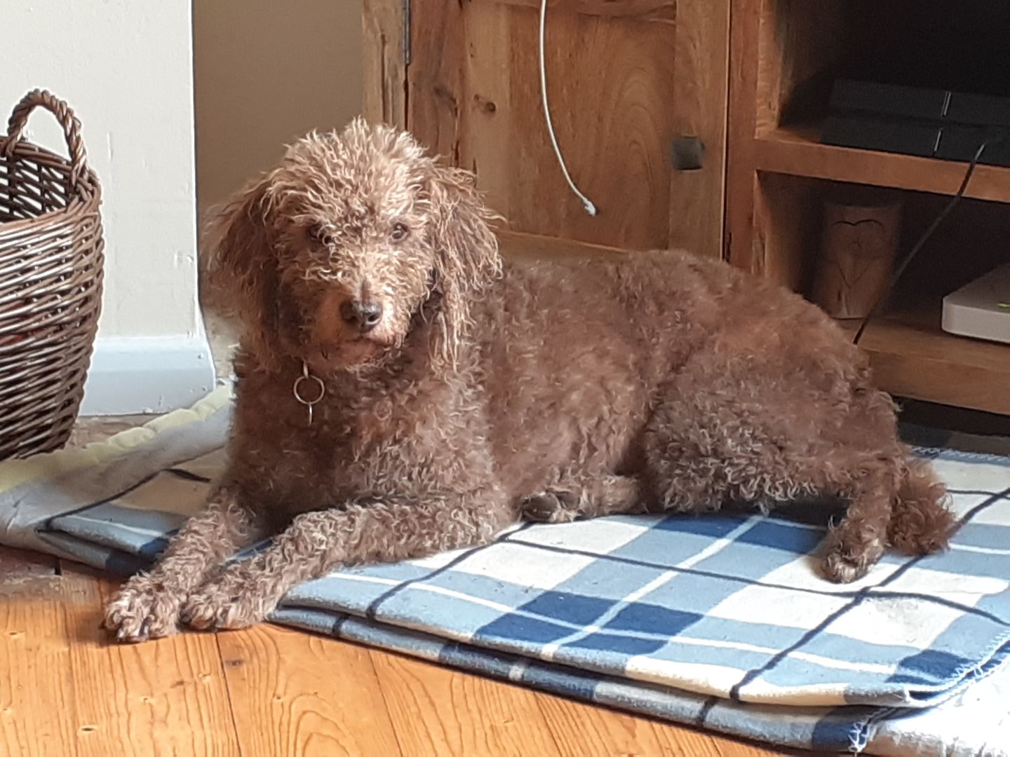 Customer photo review of Natural Neem Oil Shampoo Bar for Dogs