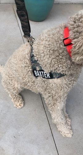 Customer photo review of DF Co. Green Camo Dog Harness