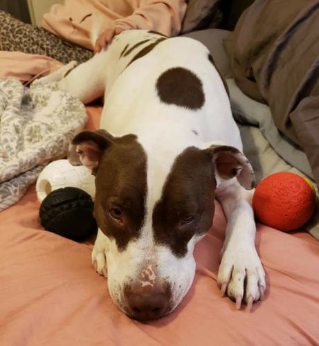 Customer photo review of Advanced Hip and Joint Supplement for Dogs - Level 3 Jointcare - 120 Soft Chews