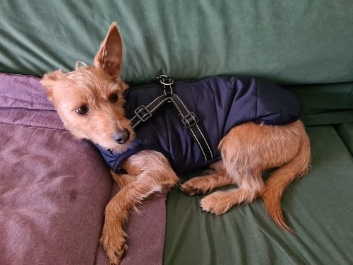 Customer photo review of DogSki Sport™ - Waterproof Jacket Harness