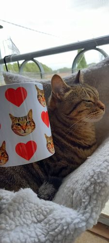 Customer photo review of Mug Personnalisé Chat