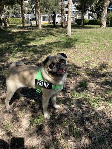Customer photo review of DF Co. Neon Green Dog Harness