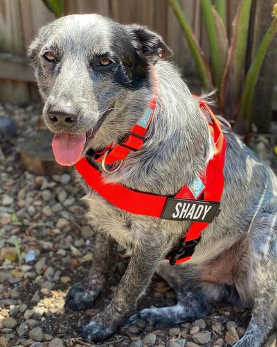 Customer photo review of DF Co. Red Dog Harness