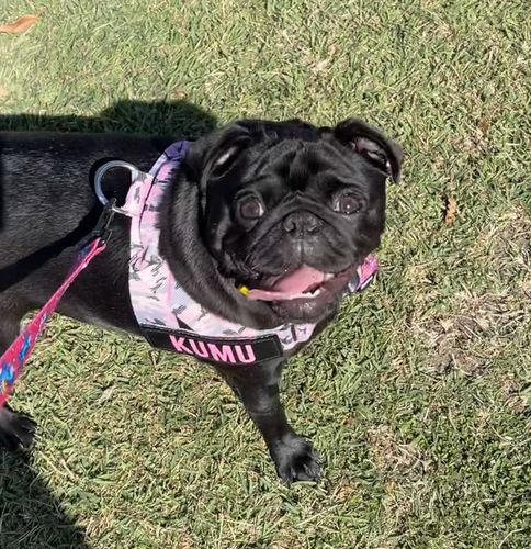 Customer photo review of DF Co. Pink Camo Dog Harness