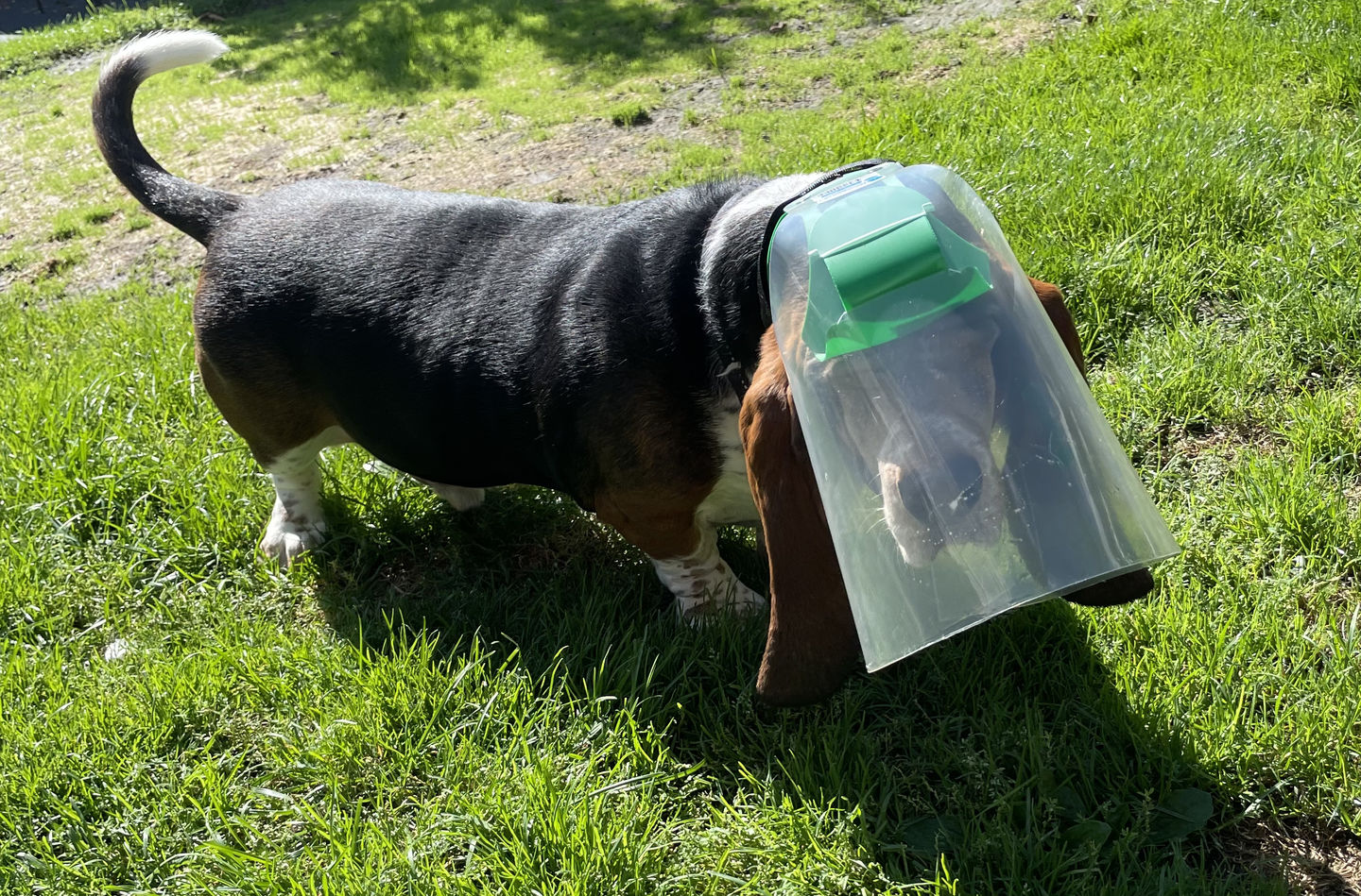 Customer photo review of NovaGuard Recovery Collar