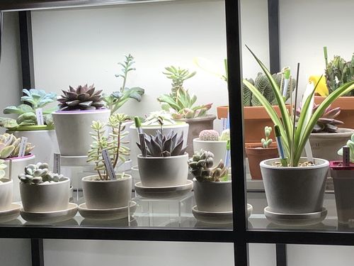 Customer photo review of 3" Signature Stone Planter