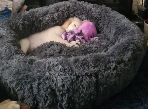 Customer photo review of Pet Calming Bed