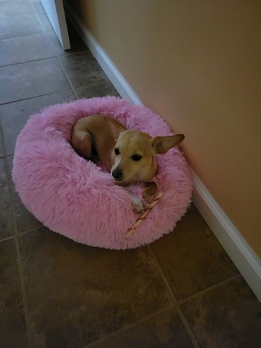 Customer photo review of Comfy Pet Bed Calming High Stretch Soft Faux Fur for Dogs Cats
