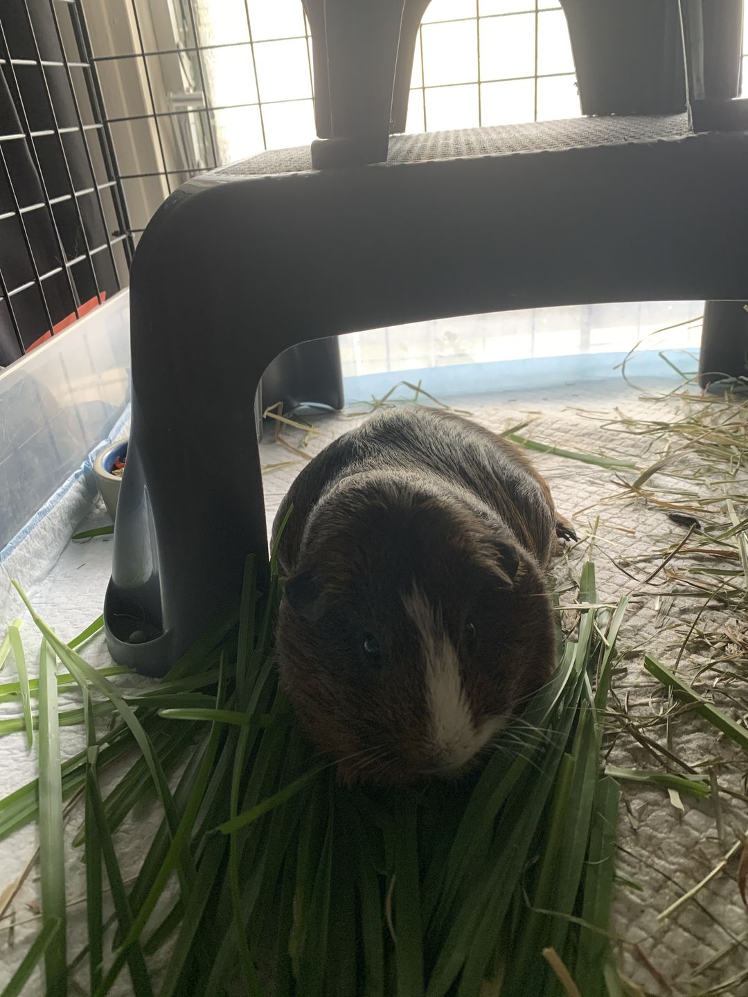Customer photo review of GuineaDad Nourish Series - Herbal Supplement