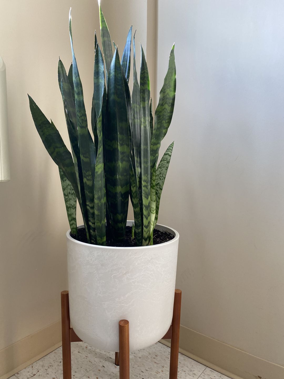 Customer photo review of 12” Signature Stone Planter