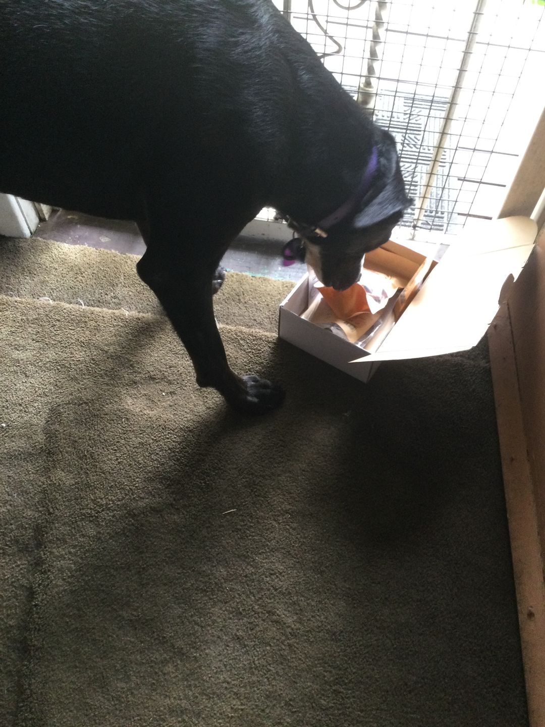 Customer photo review of 3 Pack Beef Tubes - Long Lasting Dog Chews