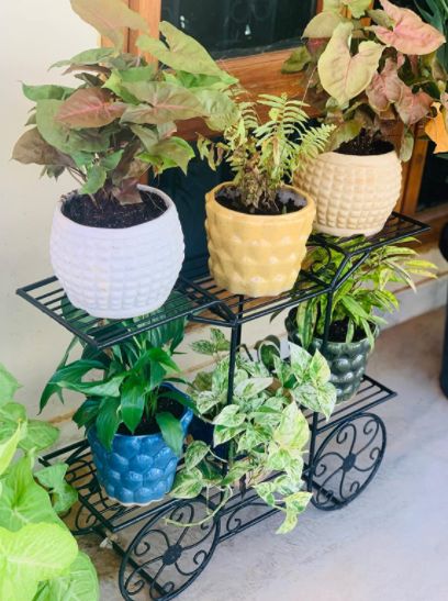 Customer photo review of 6-Tier Cart Planter Stand, Outdoor Flower Rack