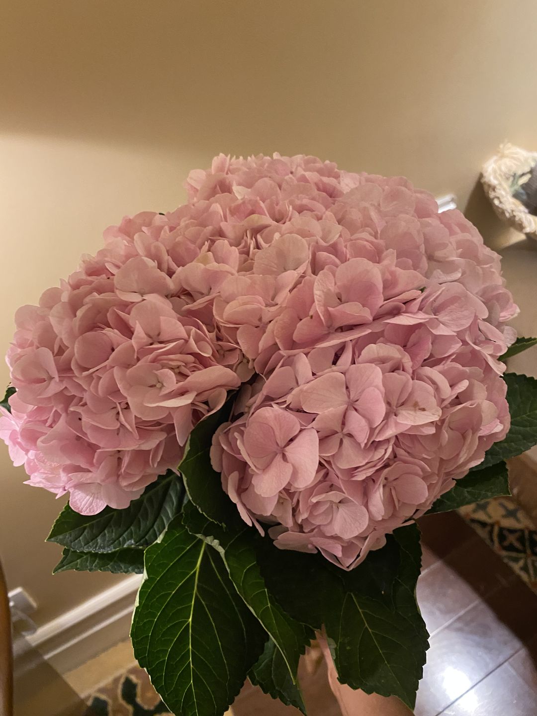 Customer photo review of Hydrangea