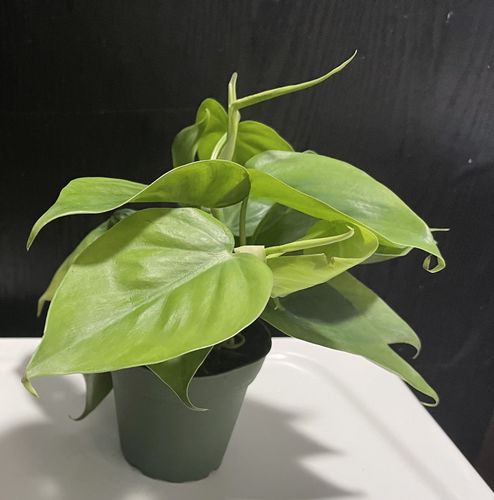 Customer photo review of Amore