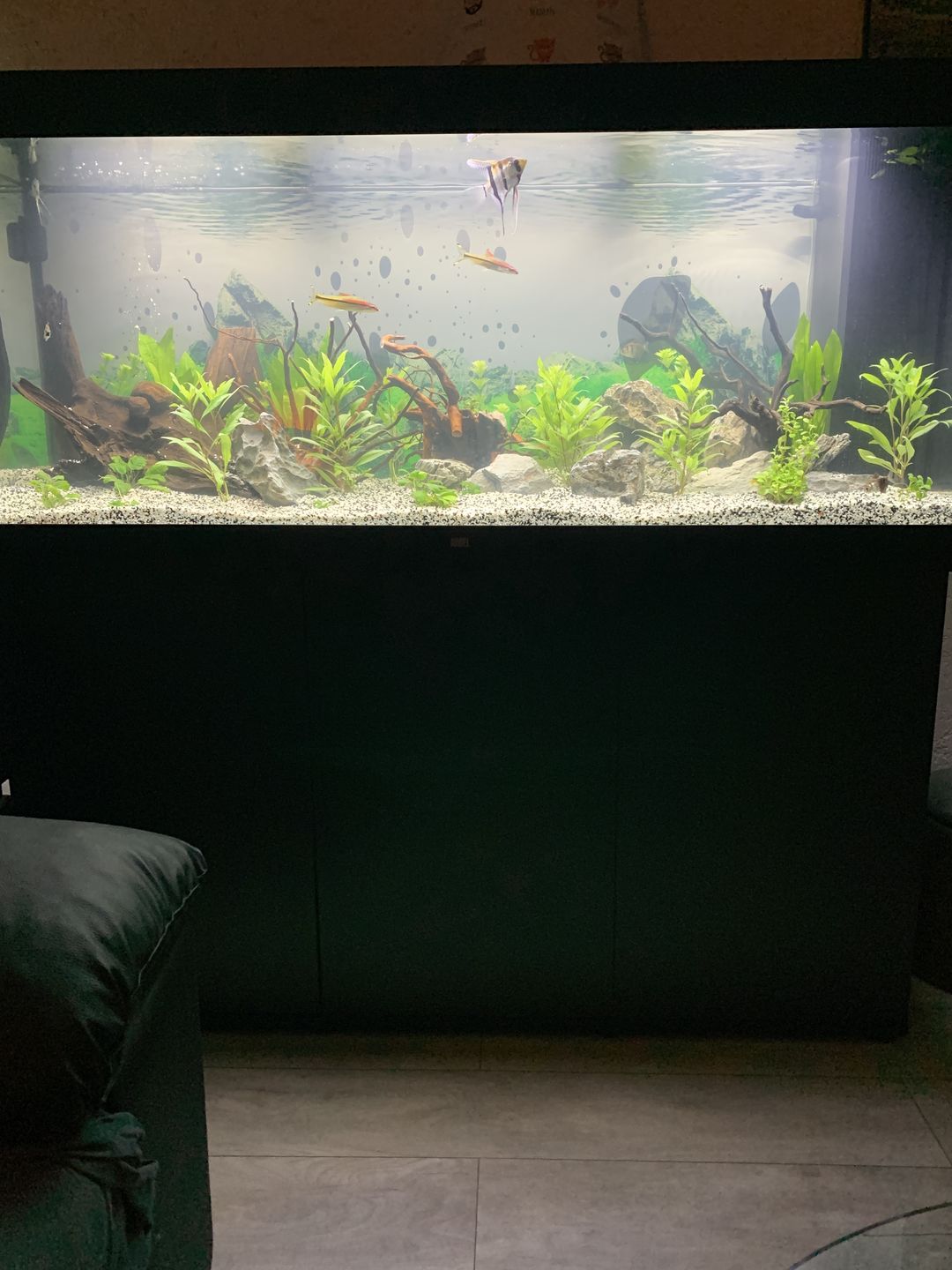 Customer photo review of Aquarium Rio 450 LED Noir Équipé JUWEL - 450L