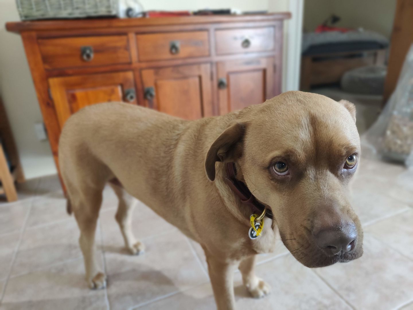 Customer photo review of Dog Collar
