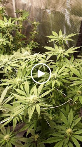 Customer video review of Mad-Lab 3 Part Nutrients Kits