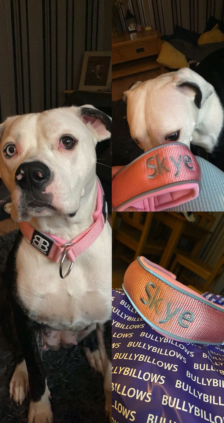 Customer photo review of 5cm RR Collar | Soft Padded & Reflective | Series 2 - Pink