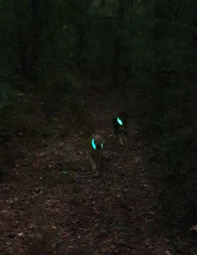 Customer photo review of LED Hunde Leuchtband  Grün 20- 70cm Hundehalsband