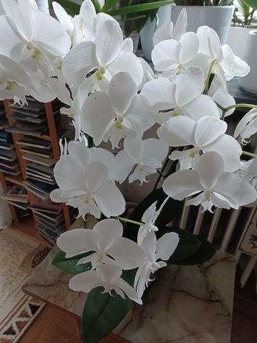 Customer photo review of Two of Us - Big Moon mit weißen großen Blüten und 5+ Stielen