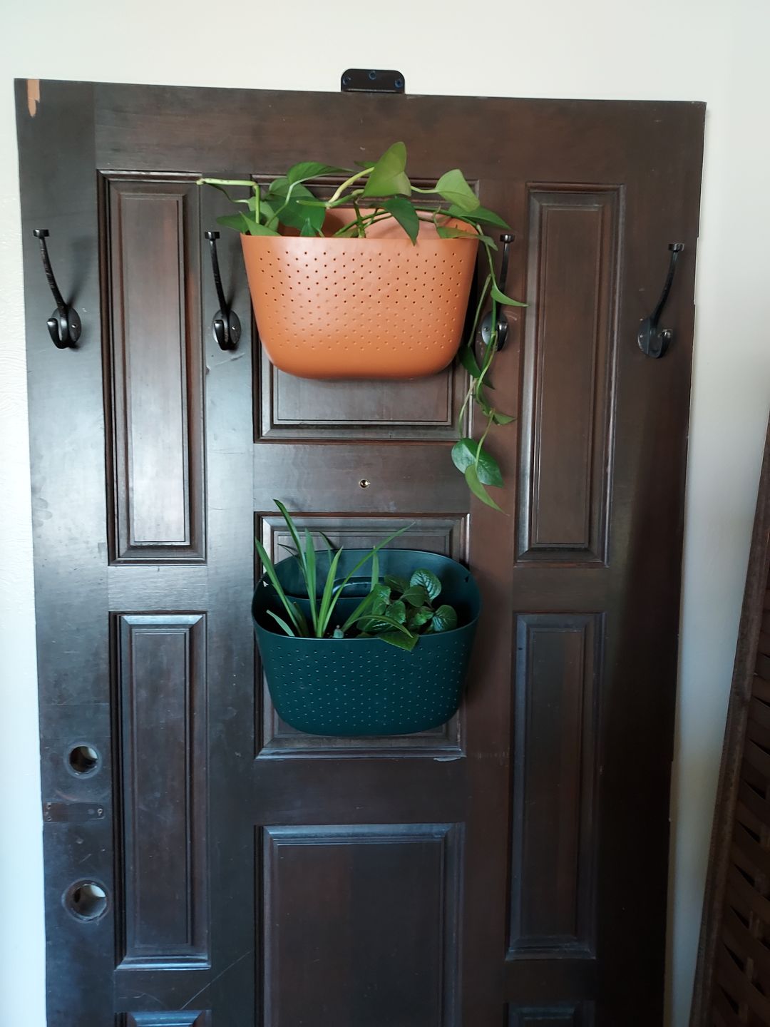 Customer photo review of Eco Terracotta Wall Planter