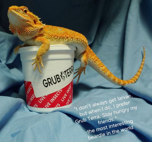 Customer photo review of GrubTerra Fresh Black Soldier Fly Larvae for Reptiles