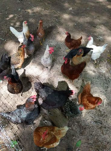 Customer photo review of GrubTerra Dried Larvae