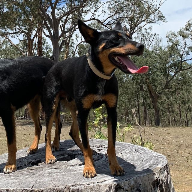 Customer photo review of Heavy Duty Hemp Canvas Dog Collar - Silver