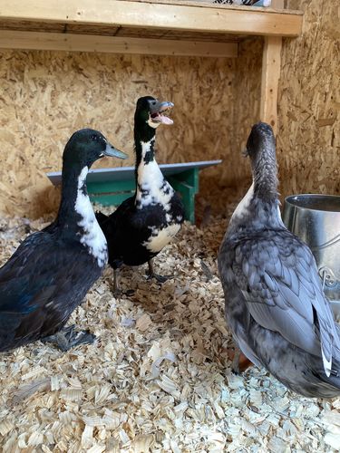 Customer photo review of GrubTerra Dried Larvae