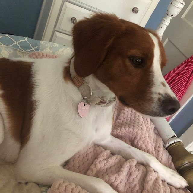Customer photo review of Heavy Duty Hemp Canvas Dog Collar - Silver