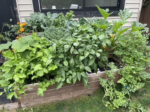 Customer photo review of GROWTH KIT