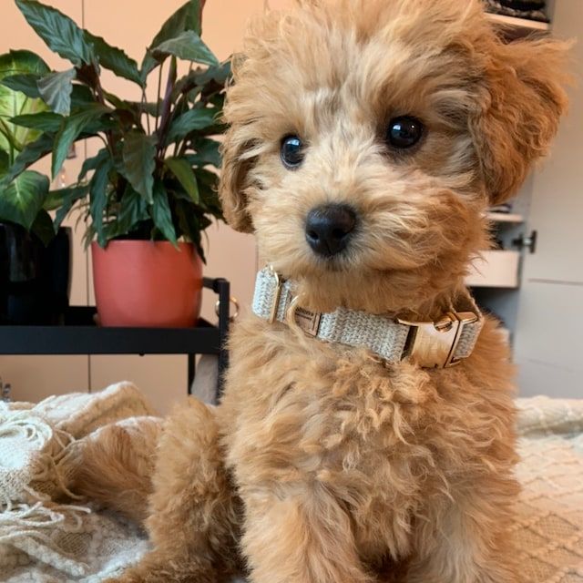 Customer photo review of Organic Hemp Dog Collar - Gold