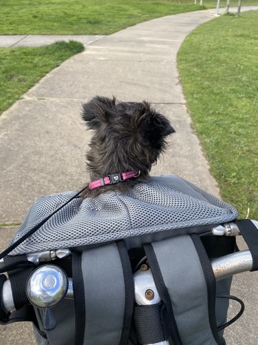 Customer photo review of All In One Pet Carrier Bag | Dog Bike Basket | Backpack for Dogs & Cats | Car Booster Seat