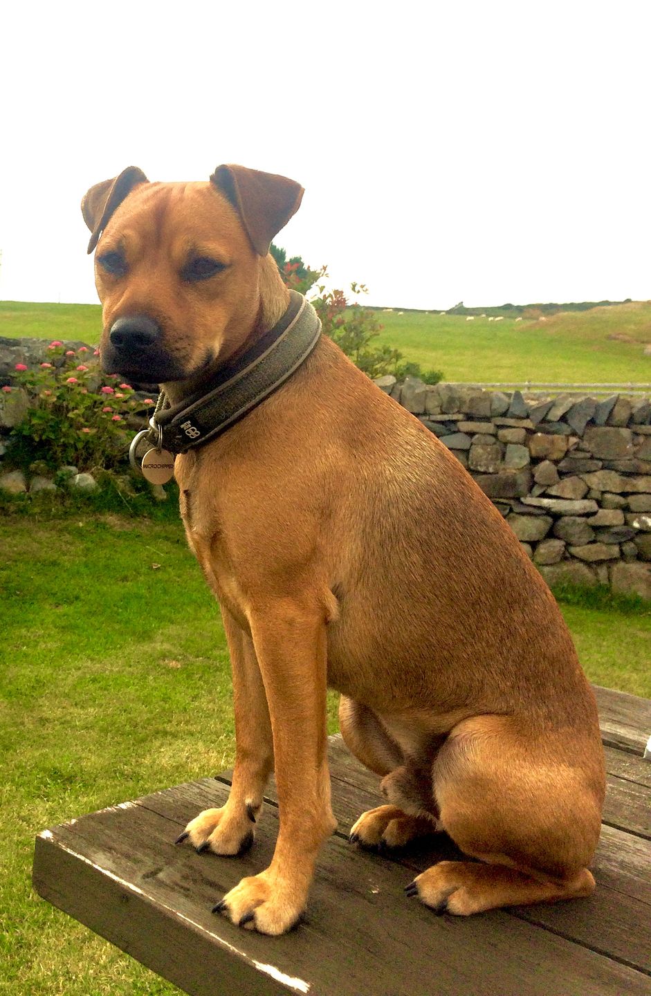 Customer photo review of 3cm Slip on Collar | Soft Padded & Reflective - Khaki v2.0