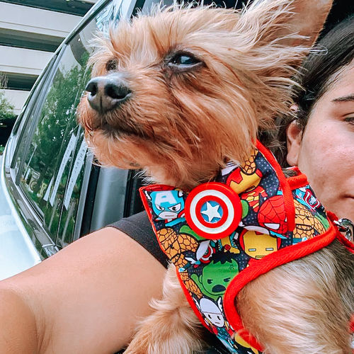 Customer photo review of Dog harness set - Heros
